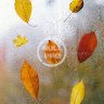photodune - Autumn leaves stuck to the window that gets wet from rain drops. Cozy fall mood